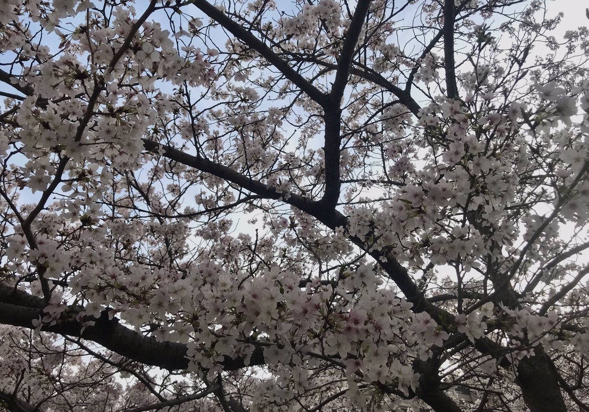 桜に惚れ惚れする日が続きます。本当なんで毎年の事なのにこんなに毎回感動できるものなのでしょうか。桜ってすごい🥹🌸偶然オカ君が桜に囲まれる素敵スポットを見つけて連れてってくれました。桜の花びらいっぱいの地面に立つオカ君、そよ風の中桜を見上げるオカ君、尊かったな。幸せですね、本当に。