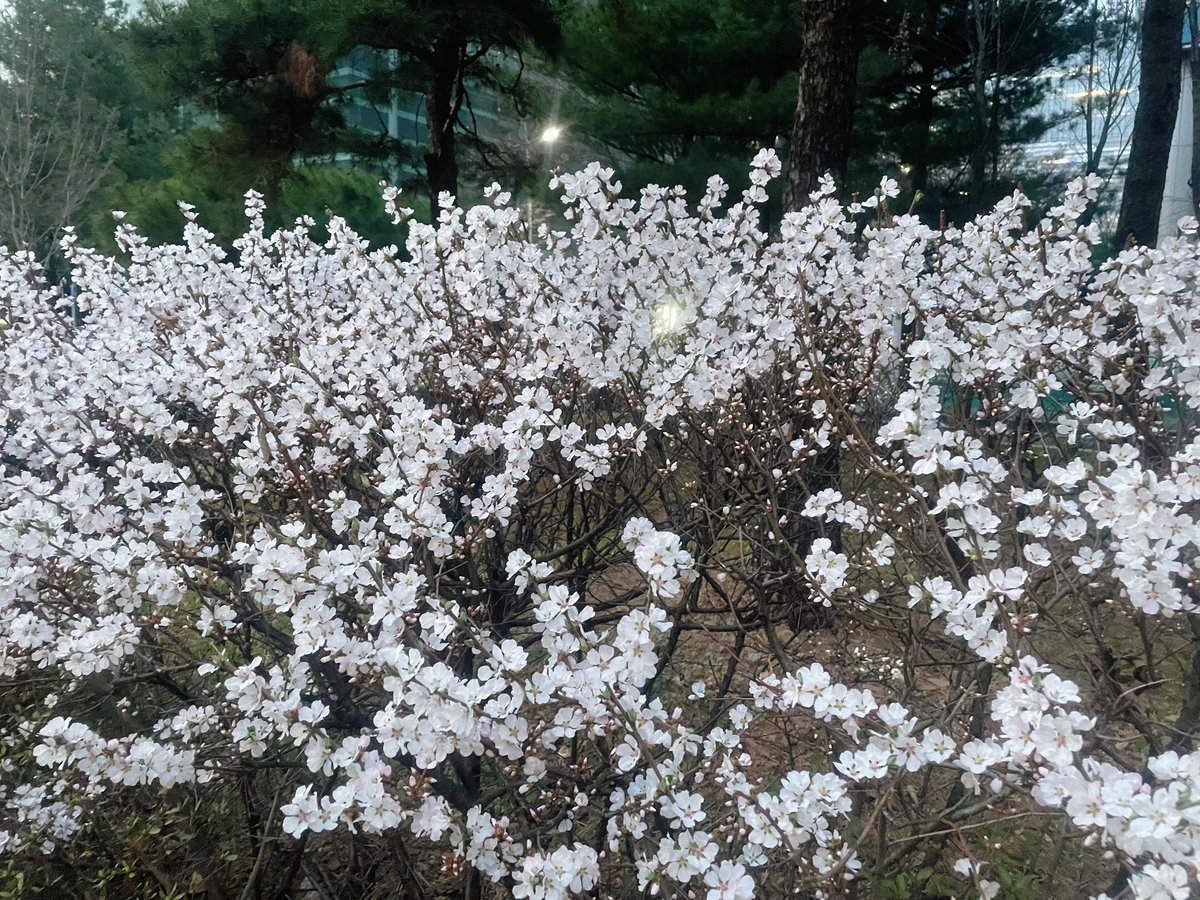 mato_yh's tweet photo. #여노야꽃놀이다녀왔어
바ㅃㅏ서 꽃놀이 할 수 있는 시간이 
오직 퇴근시간뿐이야 ㅠ..ㅠ
내 꽃은 다 어둡구만 … #sad https://t.co/wE3gR31SKN