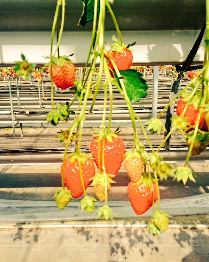 初めてイチゴ狩りもしたーーーー!!お腹痛くなるのが不安で、いっぱいは食べれなかったけども💦子供の頃はその辺に成ってるイチゴをもいでたから、懐かしかった。 https://t.co/A8HAteD0CL