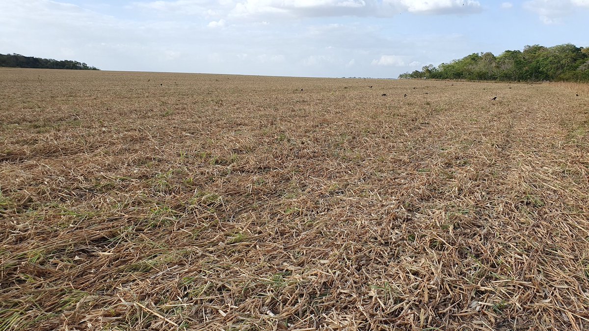 aluizionassi's tweet photo. Preparativos para o próximo plantio da #Soja_Roraima.
*plantio 20/04 a 05/06

#GrupoW3
#PlantioDireto
#Agro_Roraima
#Roraima_HemisférioNorte 
#AmbientalmenteCorreto
#Roraima_AMelhorFronteiraAgrícolaDoBRASIL 
#AtraçãoDeInvestimentos
#GovernodeRoraima https://t.co/TfKfx57VDH