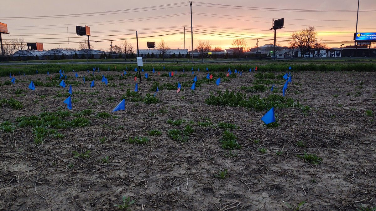 Beautiful morning to see #pennycress accessions - with @RCombsGiroir @CFAES_OSU @doescience