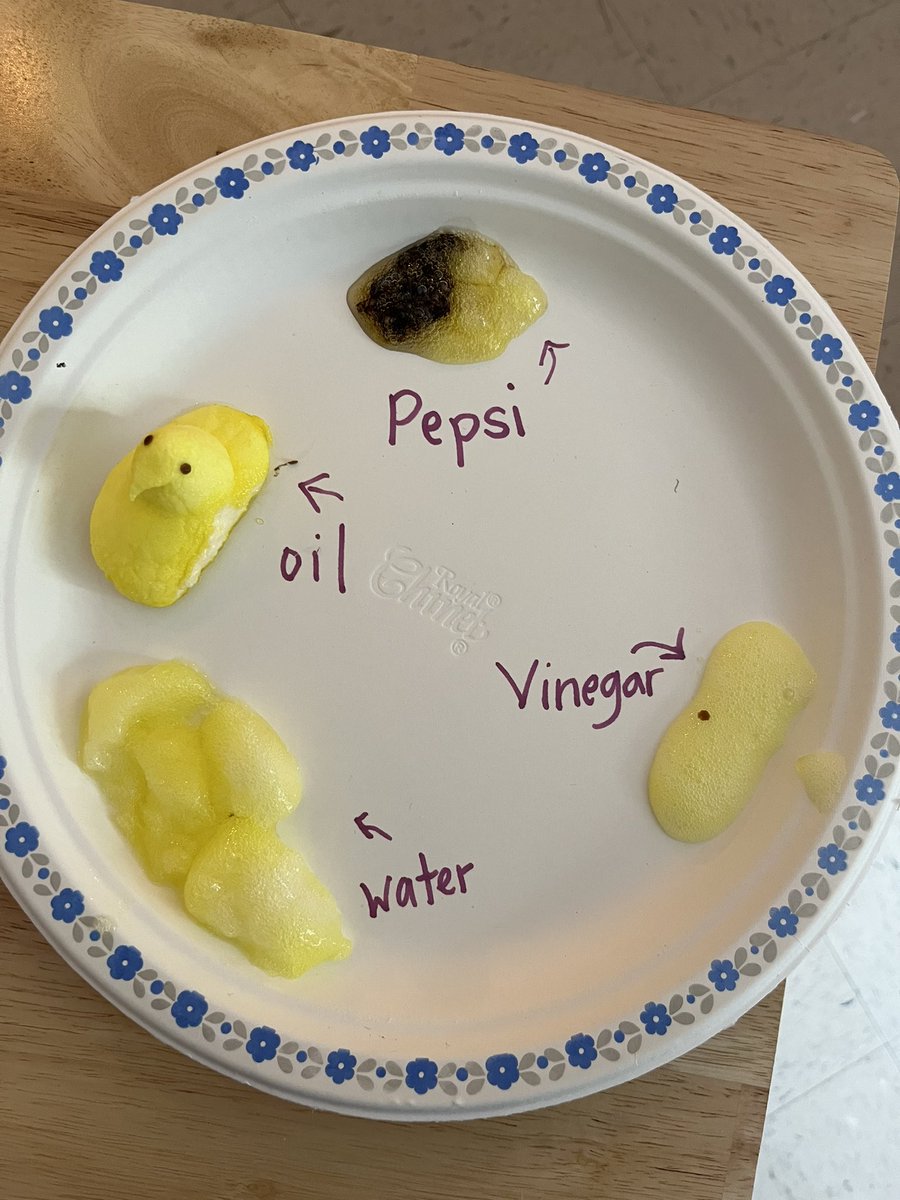 We extracted our peeps! Lots of investigation of property changes of these poor little Peeps. Oil had almost no affect after a week of soaking. Interesting! <a href="/SWATigers/">𝕊𝕎𝔸 𝕋𝕚𝕘𝕖𝕣𝕤</a>