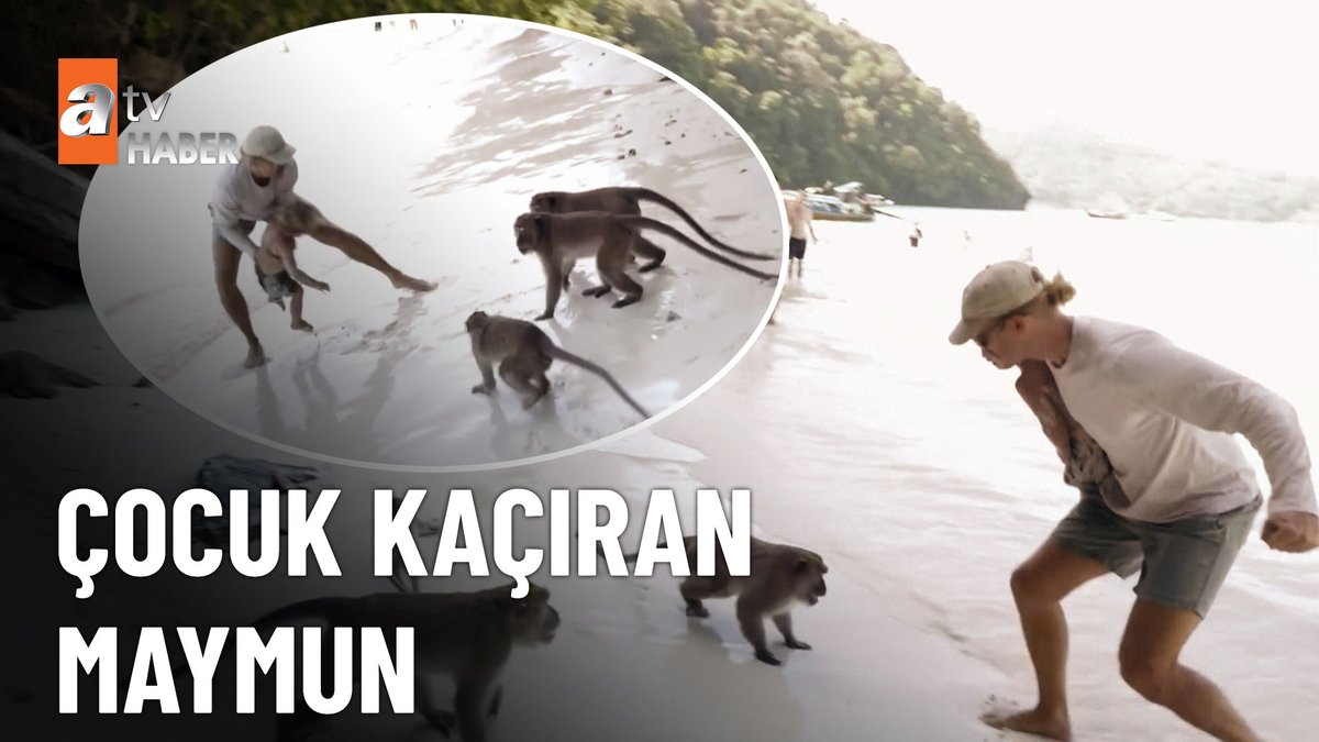AtvHaberTurkiye's tweet image. Maymunlar çocuğunu kaçırmaya kalktı!
#atvhaber #maymun
youtu.be/sOF6HkexlK4