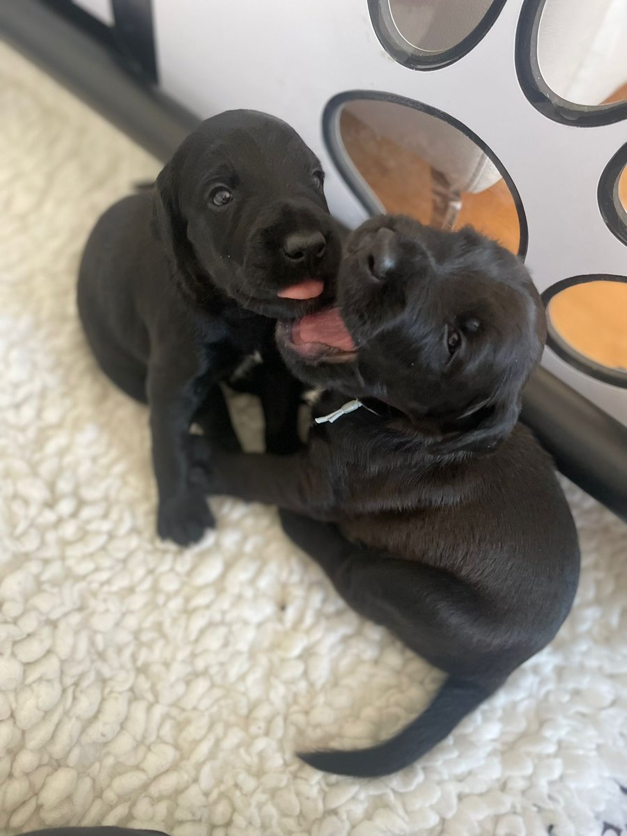 SpringPetsUK's tweet image. They're just the cutest 🥺