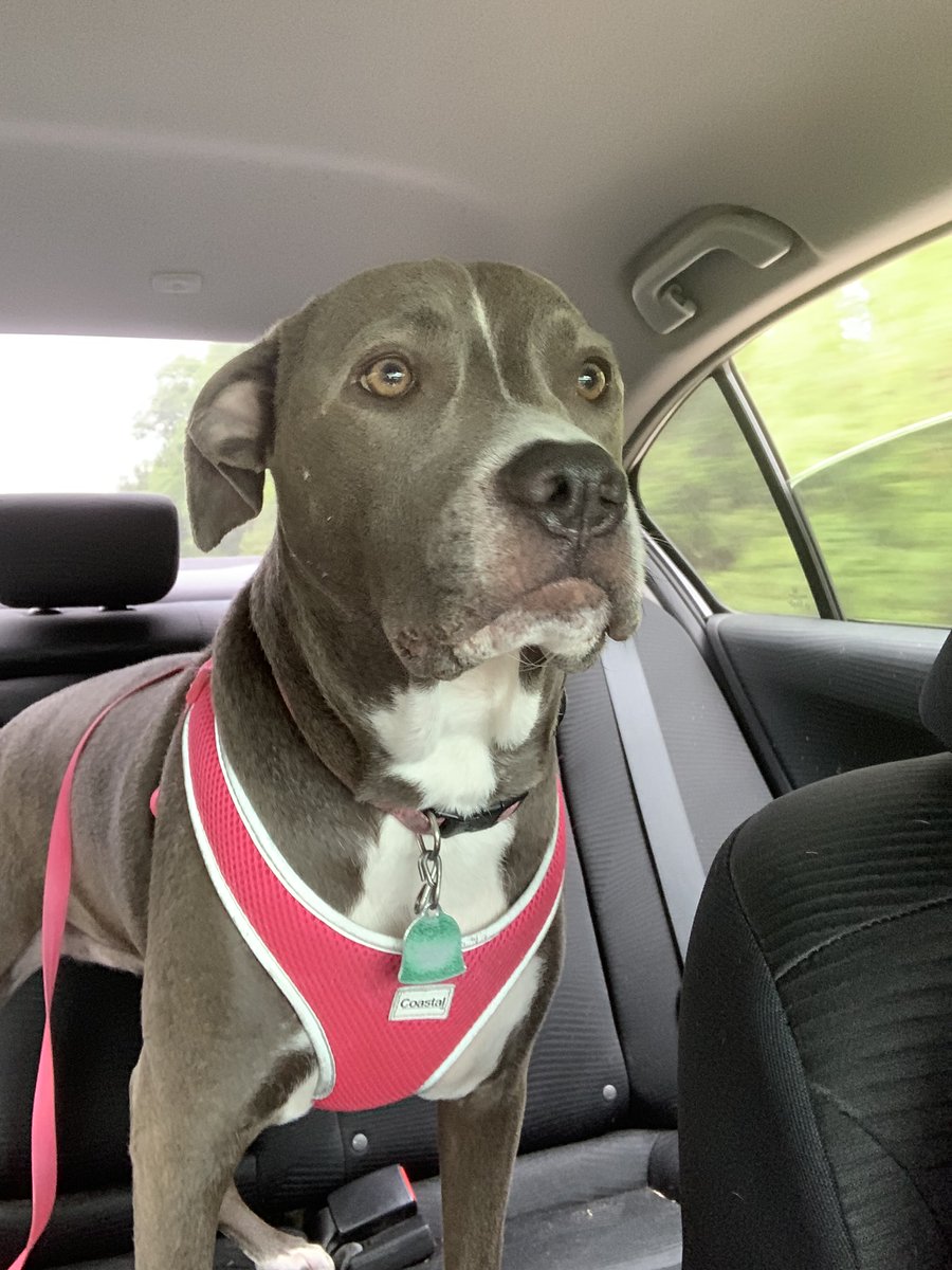 Car ride time❤️❤️❤️🐶🐾
#dogs #dogsoftwitter #DogsOnTwitter #CatsOfTwitter #woof #bark #dogsarefamily #pets #petslovers #doglovers