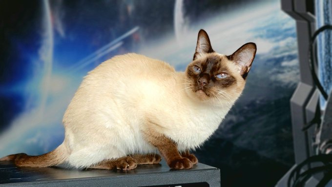 This is Isis, who turns 16 this year and has been with me through most of my career. She's in great physical