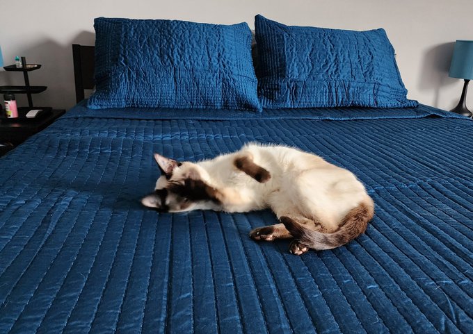 This is Isis, who turns 16 this year and has been with me through most of my career. She's in great physical