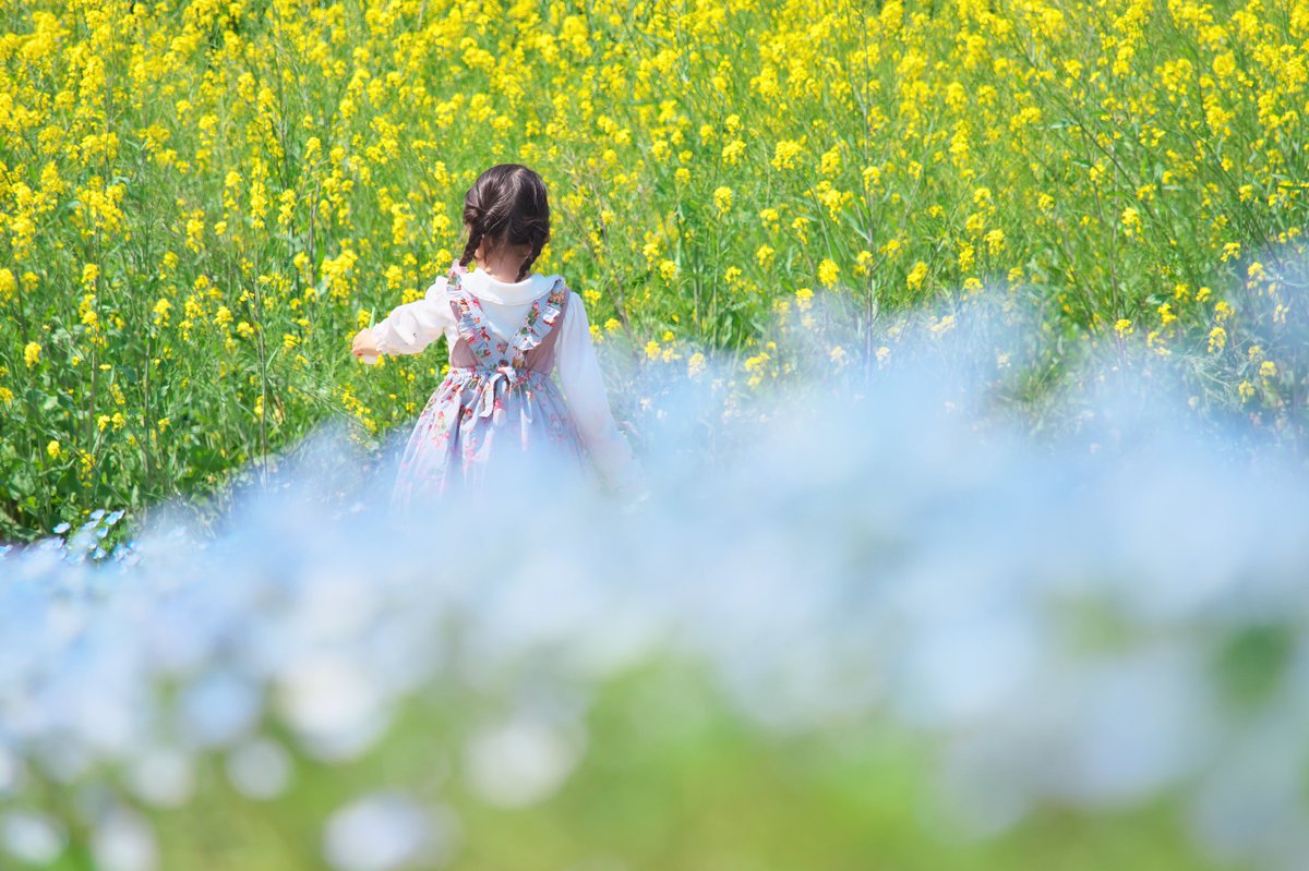 houroukamome39's tweet photo. ジャンプ！

#万博記念公園　#ネモフィラ　＃カラシナ
#キリトリセカイ　#花写真　＃スナップ
＃TLを花でいっぱいにしよう https://t.co/pxwo1zhkyp