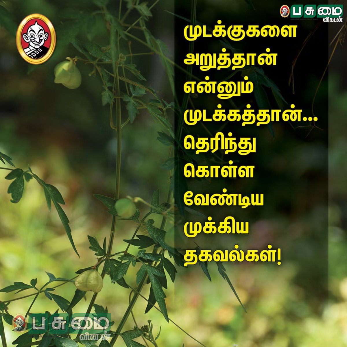 PasumaiVikatan's tweet photo. முடக்குகளை அறுத்தான் என்னும் முடக்கத்தான்(முடக்கற்றான்)...தெரிந்து கொள்ள வேண்டிய முக்கிய தகவல்கள்!

#mudakathan #health #grass #information #mudakathanbenefits https://t.co/0s0lhkyriv