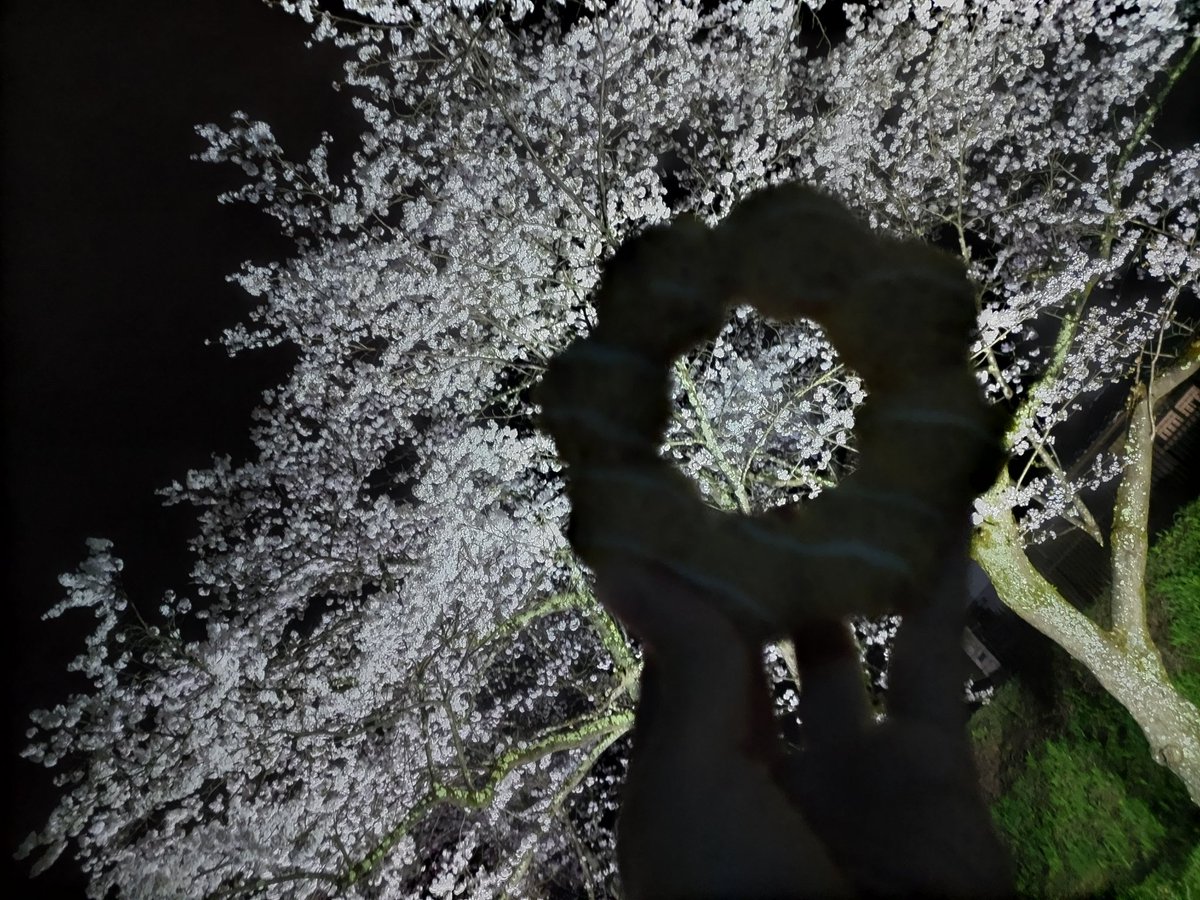 DCimprobook's tweet photo. お花見どーなつ
#花見
#満開の桜 https://t.co/JCo9cbUGlK