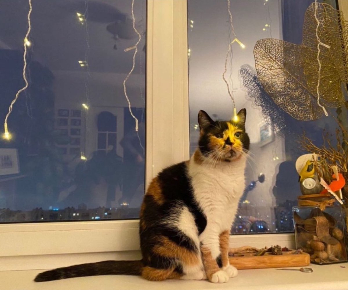 oknavmir's tweet photo. Пропал домашний любимец, откликается по кличке Дуся.
31 марта в районе ул.Сурганова, 80.
Просят помочь в поиске, за вознаграждение!. Контакт тел.Наталья 8(029)670-27-15
#пропалкот
#минск
#кот
#потеряшкаминск https://t.co/E7i91370lZ