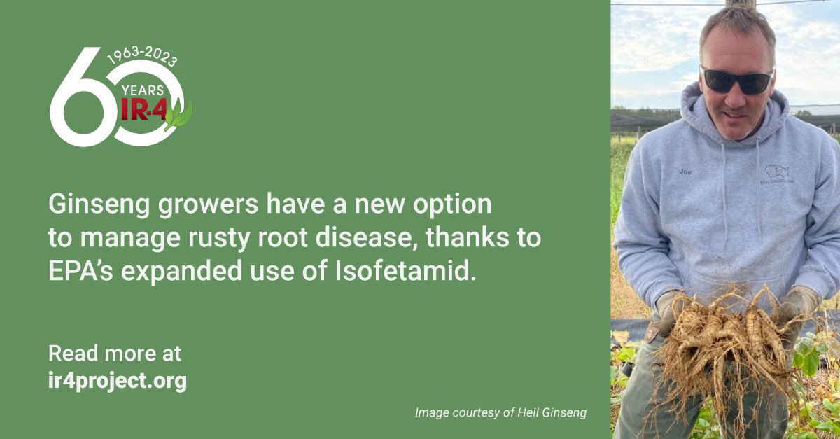IR4_Project's tweet photo. Our latest success story highlights a newly accessible #fungicide for #ginseng growers. Read more on our website about IR-4's role in securing this expanded use of #Isofetamid through @EPA, and how this helps growers. Story by David Kuack. #60yearsofIR4
https://t.co/9vbO81Yj0Z https://t.co/DqHMhHcERW
