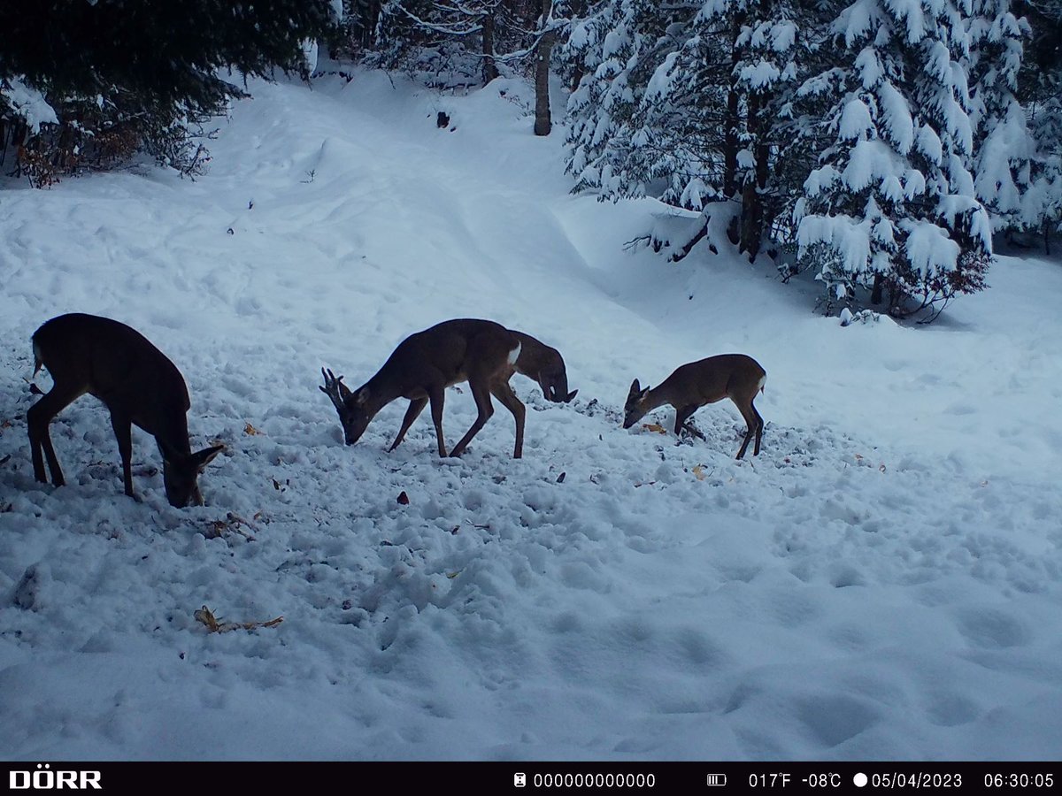 RNP_Romsilva's tweet photo. ℹ️ 🇷🇴 Cervide se hrănesc într-o #pădure administrată de Direcția Silvică #Suceava din cadrul #Romsilva

ℹ️ 🇬🇧 #Cervids feeding into a #Forest of Broșteni Forest District în Suceava county, #Romania  

#wildlife #nature #forests #NatureBeauty #naturelovers #forestry #păduri #fauna https://t.co/kFO1kyYzkr