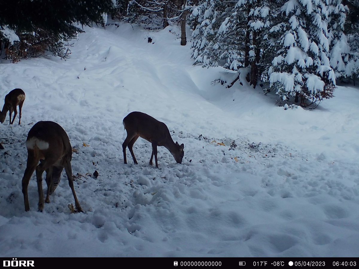 RNP_Romsilva's tweet photo. ℹ️ 🇷🇴 Cervide se hrănesc într-o #pădure administrată de Direcția Silvică #Suceava din cadrul #Romsilva

ℹ️ 🇬🇧 #Cervids feeding into a #Forest of Broșteni Forest District în Suceava county, #Romania  

#wildlife #nature #forests #NatureBeauty #naturelovers #forestry #păduri #fauna https://t.co/kFO1kyYzkr