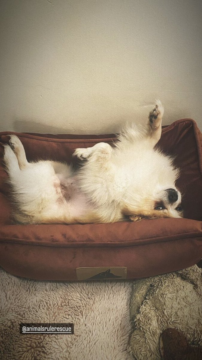 thisispierresp's tweet image. mini photo dump since being back home