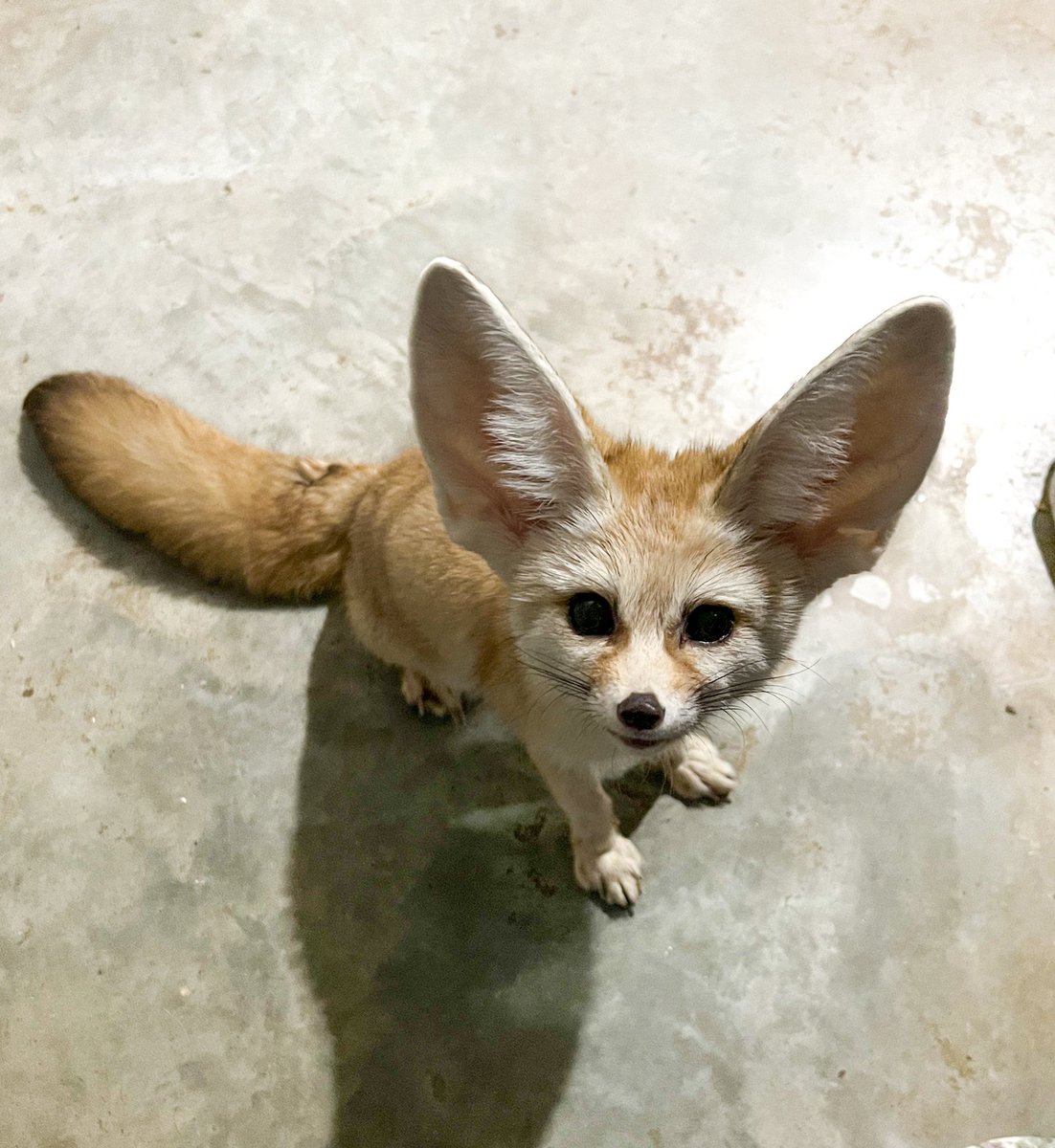 ABCOfDee's tweet image. LOOK. AT. THOSE. EARS. #cairofox #fennecfox #exoticpet