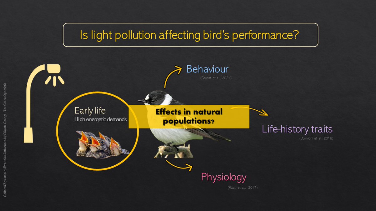 SayuriD5's tweet photo. #BOU2023 #BREAK3
2/6
The increase of artificial light at night (ALAN) is affecting wildlife, and notably birds. ALAN is affecting the behaviour, life-history traits, and physiology of birds around the cities, yet very little is known about its effects in natural populations. https://t.co/osy0pQ44ks