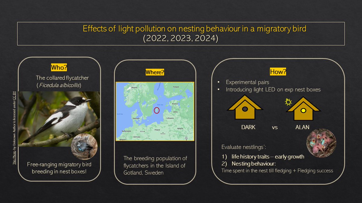 SayuriD5's tweet photo. #BOU2023 #BREAK3
3/6
We are introducing artificial light at night (led lights) in nest boxes used by collared flycatchers in the island of Gotland. We take morphological measurements and follow the nestlings to compare data from experimental (LIGHT) and control (DARK) groups. https://t.co/jzseG5laLR