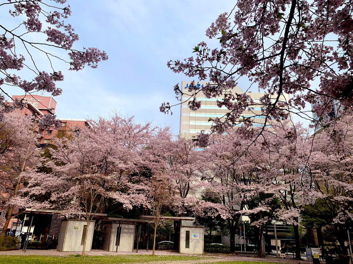 花京院緑地の桜も良かった🌸仙台駅の近くなのに平日は休憩中の会社員がポツポツいるだけで静かに桜に浸れた。