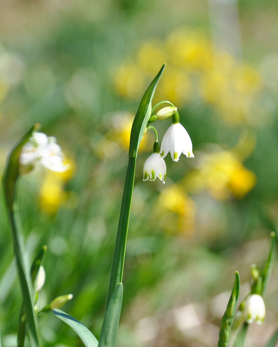 Ganz schön #gigantisch: Die Sommer- #Knotenblume ( #Leucojum aestivum) 'Gravetye Giant' ziert den #Staudengarten. Sie ist mit dem #Märzenbecher verwandt.🤍