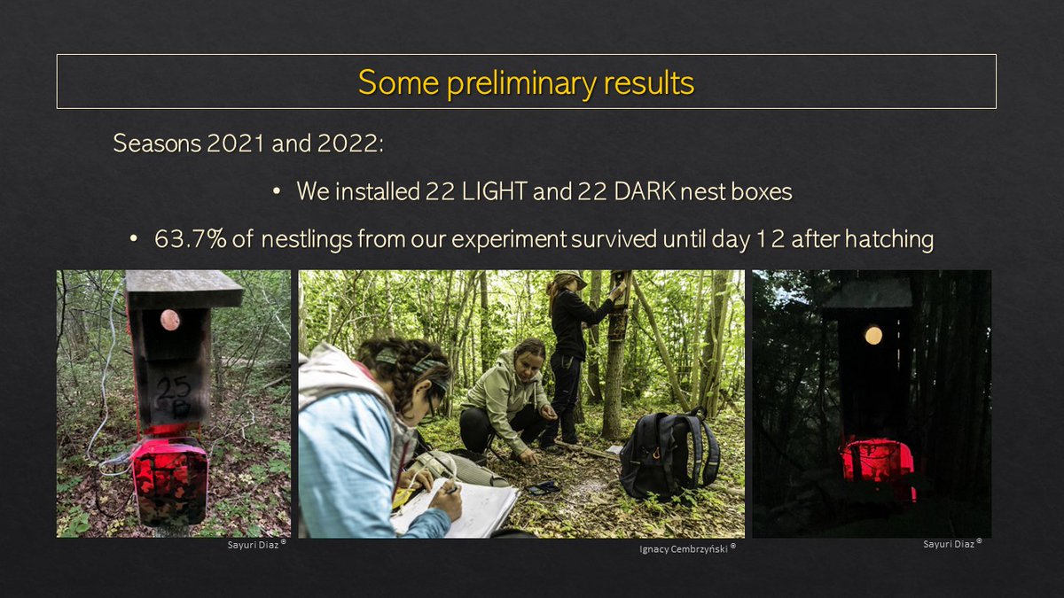 SayuriD5's tweet photo. #BOU2023 #BREAK3
4/6
After our pilot (2021) and first field season (2022) we installed 22 LIGHT and 22 DARK nest boxes and noted that around 64% of nestlings from our experiment managed to survive until day 12 after hatching! https://t.co/NyDBgF24RW