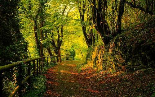 Forest Path, Cork County, Ireland #ForestPath #CorkCounty #Ireland stevenmildred.com