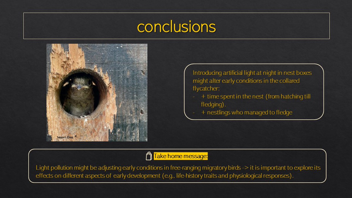 SayuriD5's tweet photo. #BOU2023 #BREAK3
6/6
Light pollution is altering nesting ecology and consequently its outcomes in free-ranging birds. Thus, we aim to provide more insights into the effects of ALAN on different aspects of development in collared flycatchers in more field seasons: 2023 & 2024 https://t.co/NsBEmptBRk
