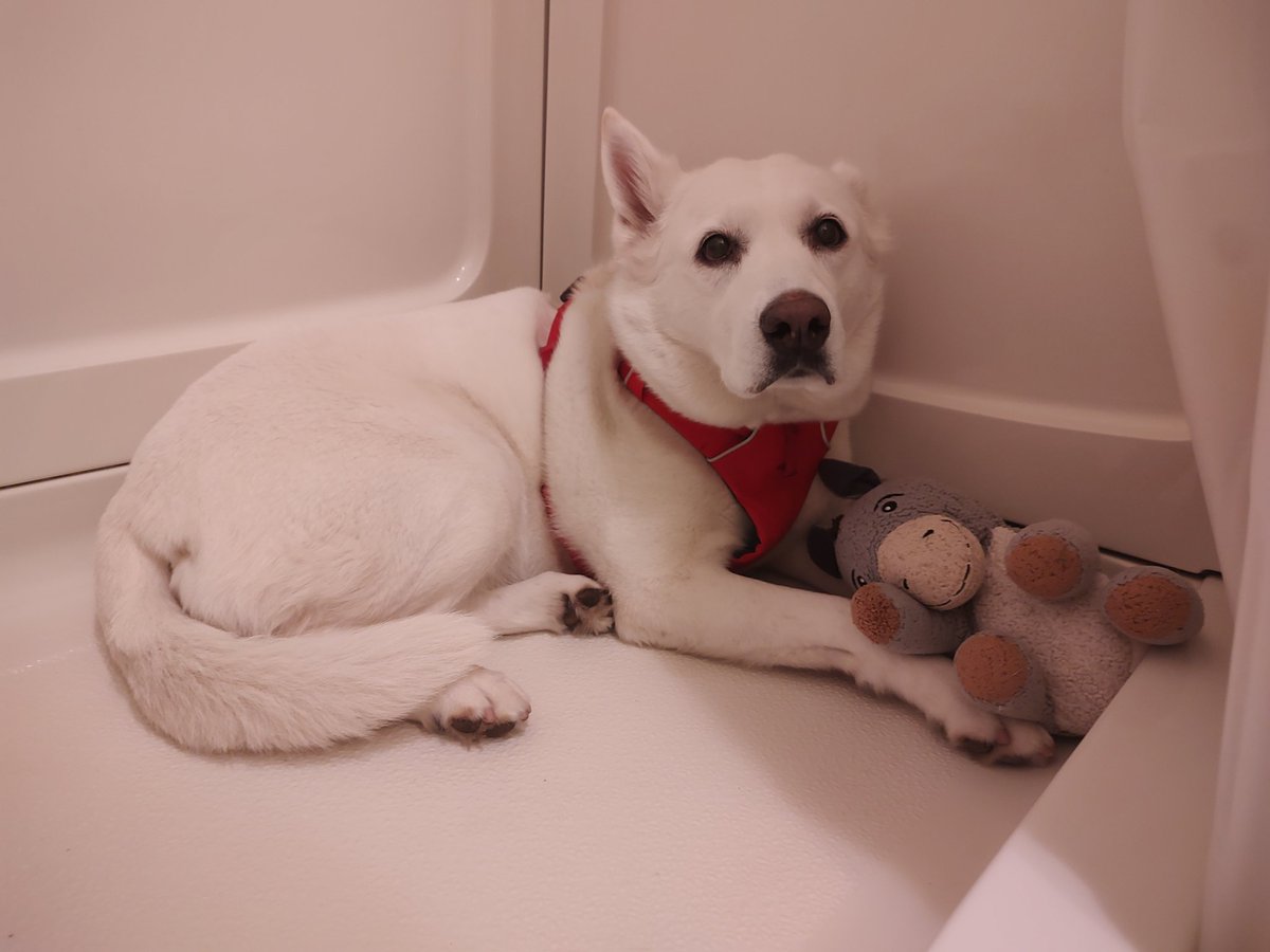 Today is #safeplaceselfie day! This is my severe weather safe spot in our shower stall. I automatically go there even if it's just raining. I am a smart cookie! @NWS