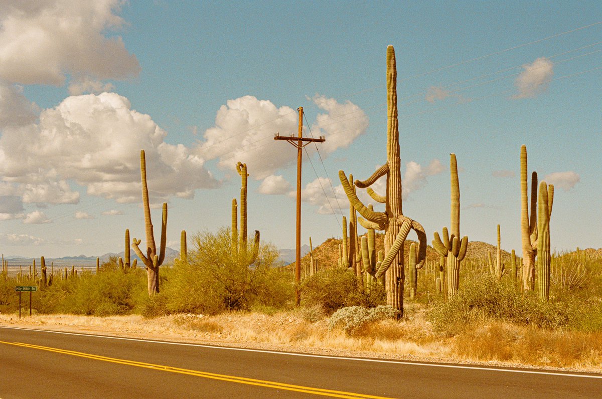 inthemeadow's tweet photo. photos i took on the side of the road https://t.co/B1nub8pxj0