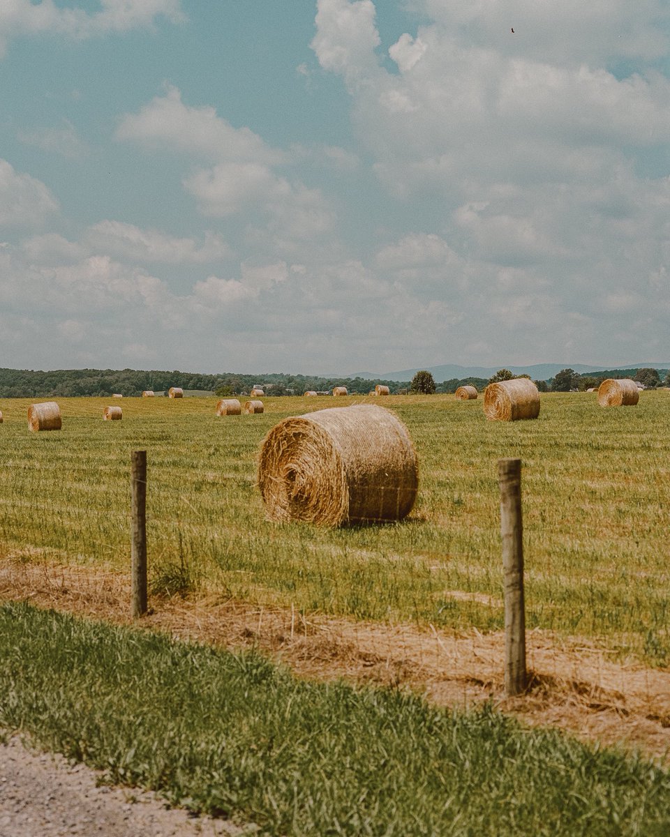 inthemeadow's tweet photo. photos i took on the side of the road https://t.co/B1nub8pxj0
