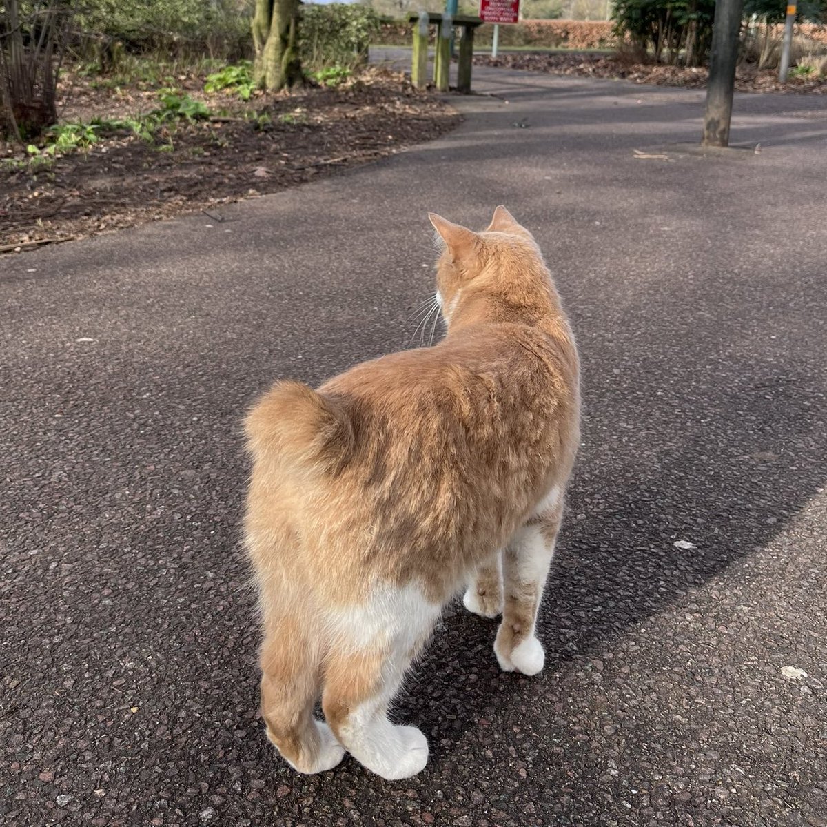 Have you seen a ginger cat with a short tail wandering around <a href="/uniofeastanglia/">UEA</a> ? That's Sylvester! He likes to explore all around campus, but he does have a home so please don't pick him up. Photos are encouraged though!
facebook.com/groups/1255512…