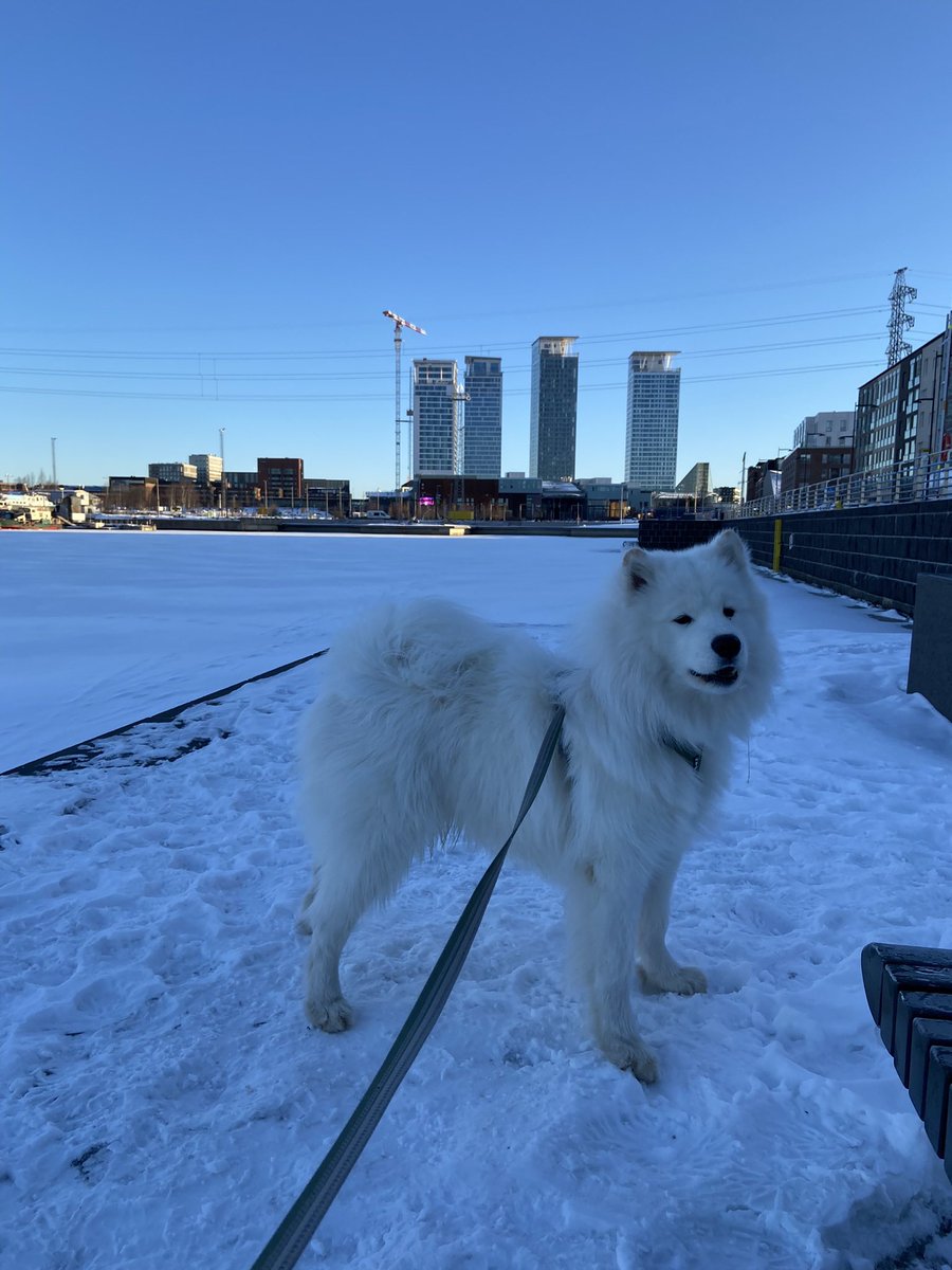SamojediTiko's tweet photo. Three weeks ago there was still snow on the ground! Can’t wait for next winter!! ❄️❄️❄️
#samoyed #samojedi #samojedinkoira https://t.co/O1f3znut6m