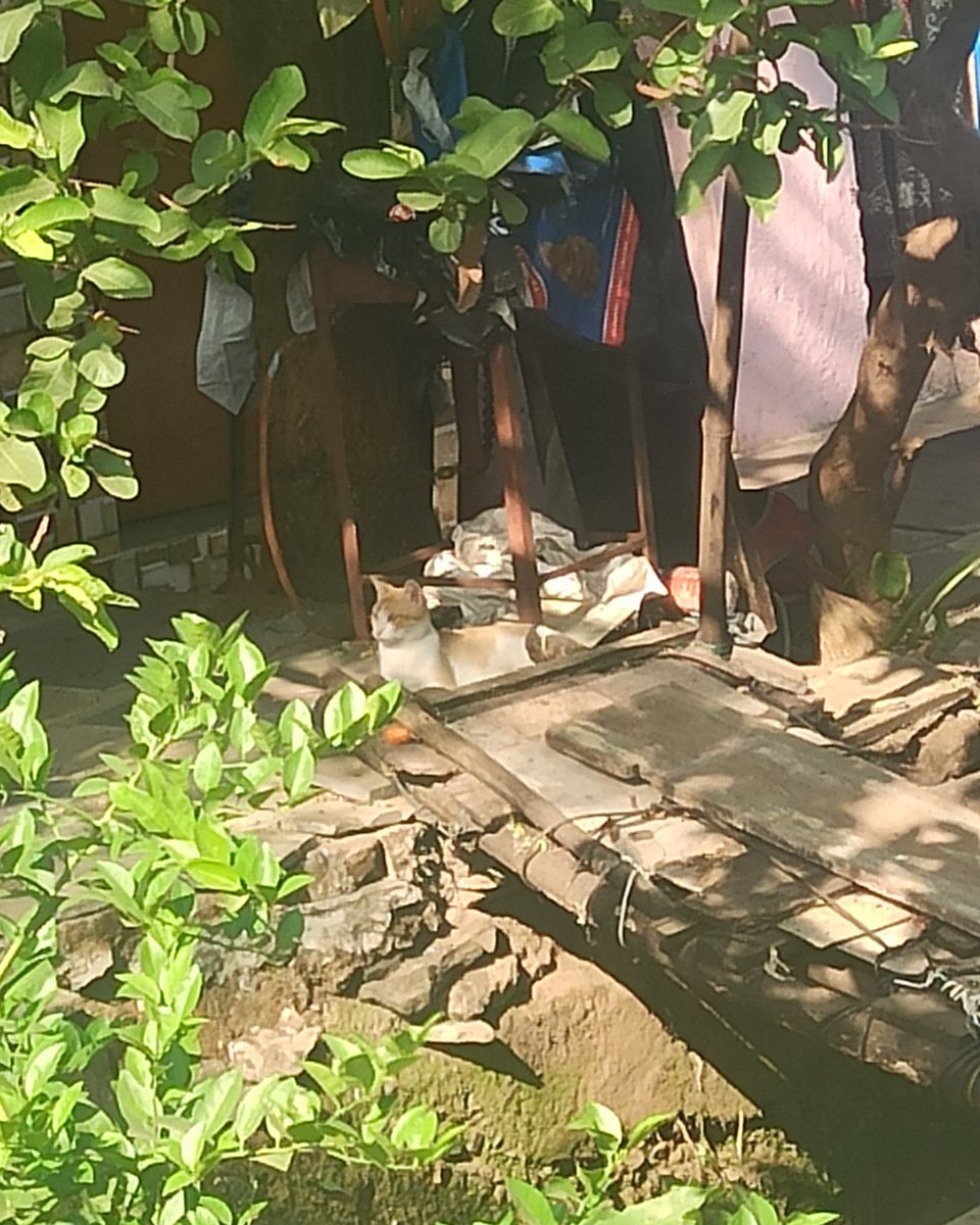 FalanaDhiikana_'s tweet image. Spot meow if yeow can!! #cats #sunbathing #BombayLocal