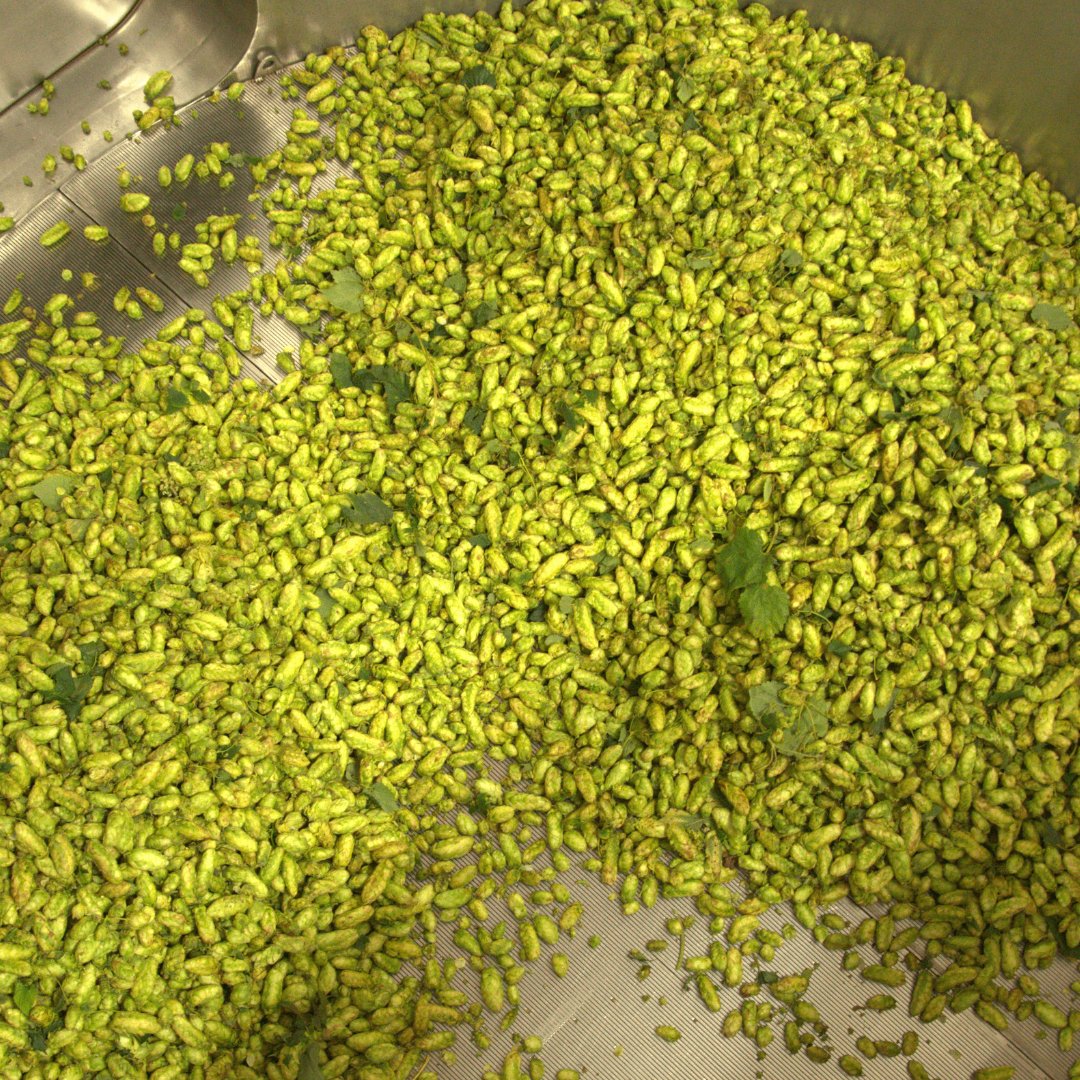 WildBeerCo's tweet photo. Nothing like the smell of fresh hops in the morning 🤤

🌾 We've been having a great time brewing fresh Wild Beer for you to enjoy at our new location.

Watch this space 👀

#WildBeerCo #Hops #BrewingBrew https://t.co/1gzURWhs71