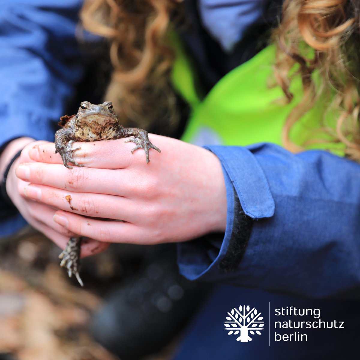 snb_de's tweet photo. Am Amphibienschutzzaun in Frohnau kontrollieren Naturschützer*innen mit Mitarbeiter*innen der Koordinierungsstelle Fauna die Eimer auf Amphibien. Der Zaun hält diese von der Straße fern und ermöglicht den betreuten Transport zum Laichgewässer auf der anderen Straßenseite.
#snb https://t.co/IfgX44P9JC