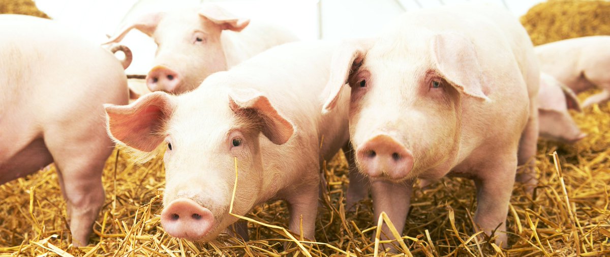 JoinData_'s tweet image. Afgelopen jaar deden de eerste vijftig #varkenshouders ervaring op met de #blockchain en hun #ervaringen zijn aanleiding om het systeem op te schalen. Ook JoinData wordt opgeschaald. Varkenshouders kunnen dit jaar kosteloos aansluiten.

join-data.nl/nieuws/hoe-sta…