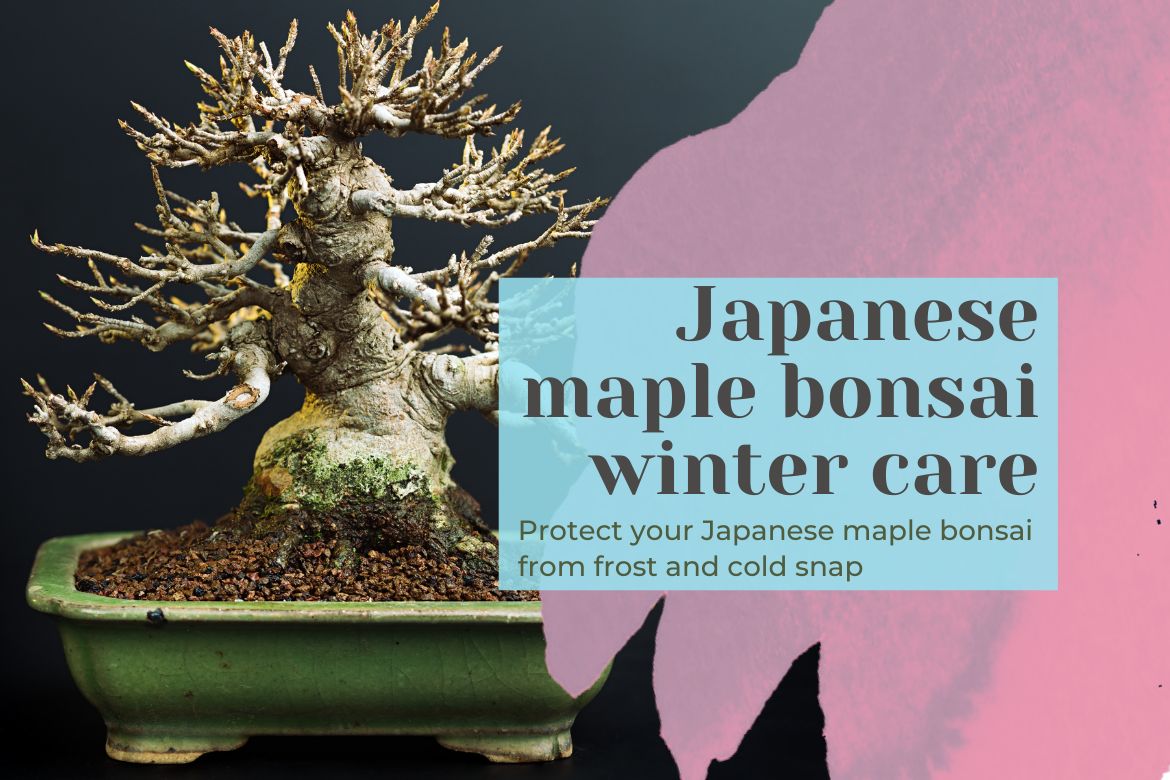 AgroTexGlobal's tweet photo. Japanese maple bonsai winter care 
 
https://t.co/NQ9KaQLOqV
 
#agriculture #agriculturenews #agrinews #agronews #farming #agricultureworld #agrilife #fruit #vegetable #agritech #Krishinews #farmer #producetrade #producenews https://t.co/rWnCbcpLrN