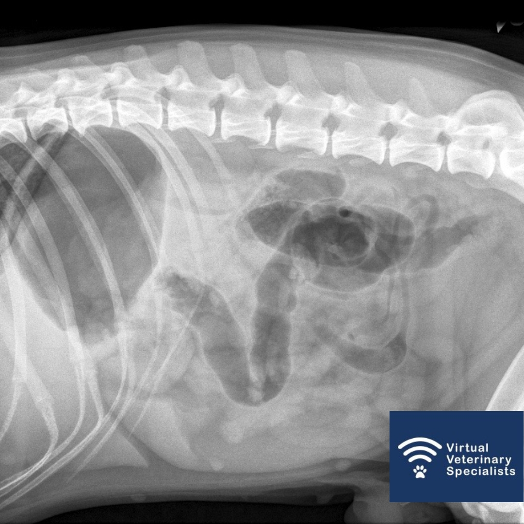 📢 Calling all Veterinary Practices 📢

Did you know you can submit your radiographs for specialist review easily through our website? It is now available to all practices in the UK.... and beyond.

vvs.vet/vvs-radiology-…

#veterinaryradiology #radiologyrequest #vettwitter #vvs