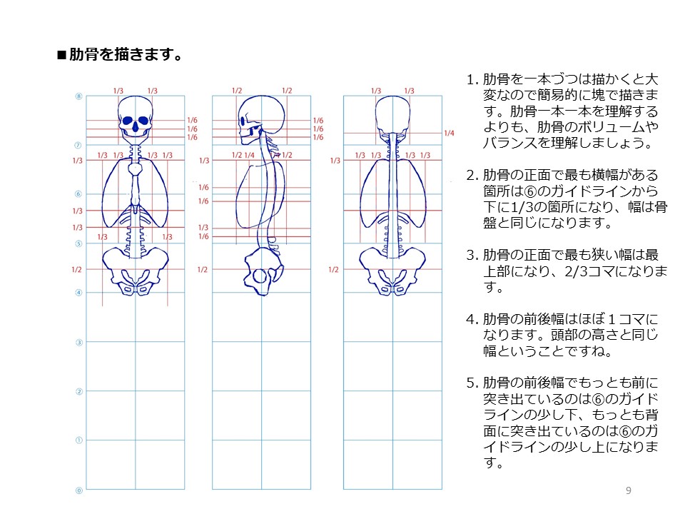 簡単マスター人体三面図(4/13) 肋骨の幅は腰と同じです。鎖骨と肩甲骨は外側で繋がっておりセットで可動します。上腕骨の肘部分は肋骨より少し下に位置します。 PDF版のDLはこちら。 https://t.co/1FymSfcciy