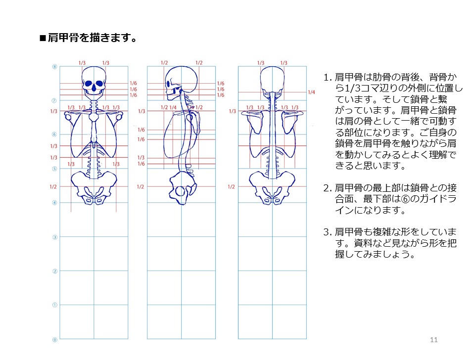 簡単マスター人体三面図(4/13) 肋骨の幅は腰と同じです。鎖骨と肩甲骨は外側で繋がっておりセットで可動します。上腕骨の肘部分は肋骨より少し下に位置します。 PDF版のDLはこちら。 https://t.co/1FymSfcciy