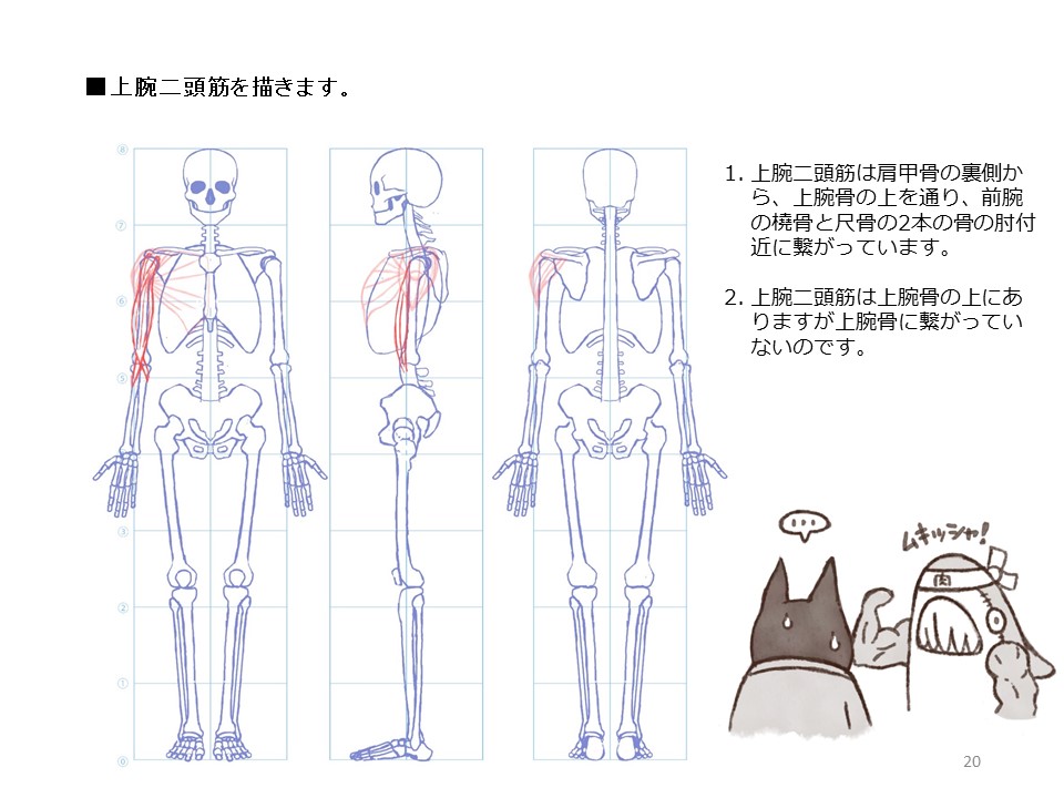 簡単マスター人体三面図(6/13)
足は頭より少し大きめに描きます。骨格は完成です。そして筋肉を描いていきます。筋肉は骨のどこからどこへと繋がっているのかを理解しながら描いていきます。大胸筋は肋骨と鎖骨から上腕骨の上部に繋がっています。
PDF版のDLはこちら。 https://t.co/1FymSfcciy