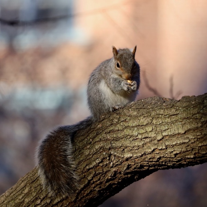 It's going to be a great #Sciuridae for nut gathering!

On #Sciuridae, take time to reflect on all the nuts you've found &amp; all the ones you will find.

Every day is #Sciuridae!

#fightlikeasquirrel #SquirrelStrong 🐿️💪#SaveGreySquirrelUK #SquirrelScrolling #squirrel #Eichhörnchen