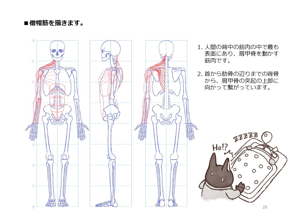 簡単マスター人体三面図(8/13)
腹筋を描き、そして背中の筋肉を描いていきます。背中の筋肉は背骨から肩甲骨や上腕骨に繋がっています。
PDF版のDLはこちら。
https://t.co/Eau7nCEvz0