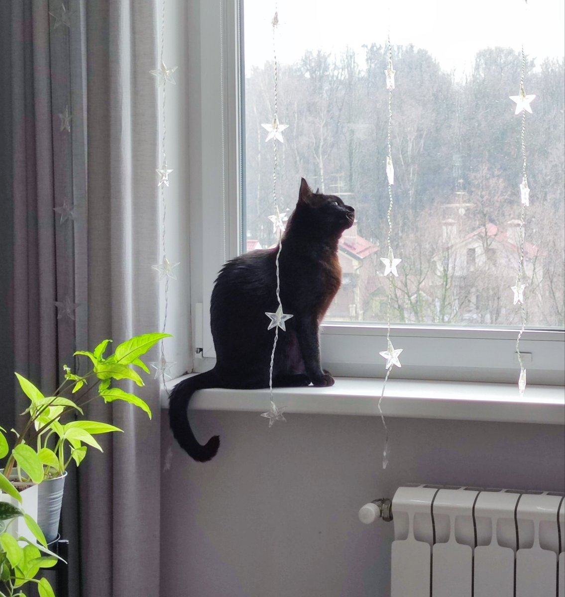 Kit (Ryu) 🐅 tweet media