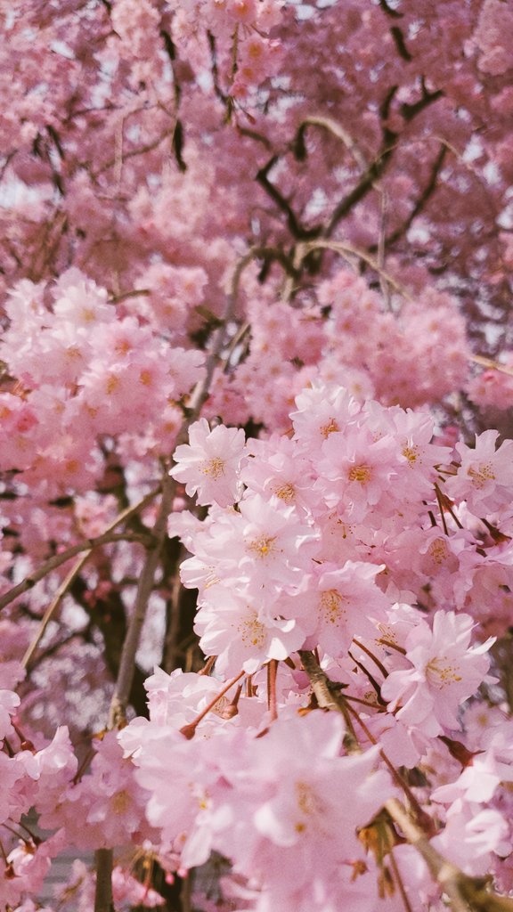 少し気分転換に散歩
まださくら満開なところがあって癒された〜 https://t.co/AJYgVKAwOF