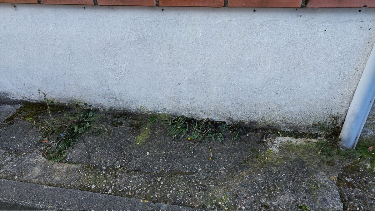 PietonsAlbi's tweet photo. La mairie @ville_albi  débarrasse les trottoirs des plantes sauvages à coup de chalumeau à gaz et des piétons à coup de voiture. #albi #gcum. Merci à @StephanieGCAlbi et @prefet81 de changer l'ordre de vos priorités pour le bien de tous. #touspiétons https://t.co/VxUQsz3KGq