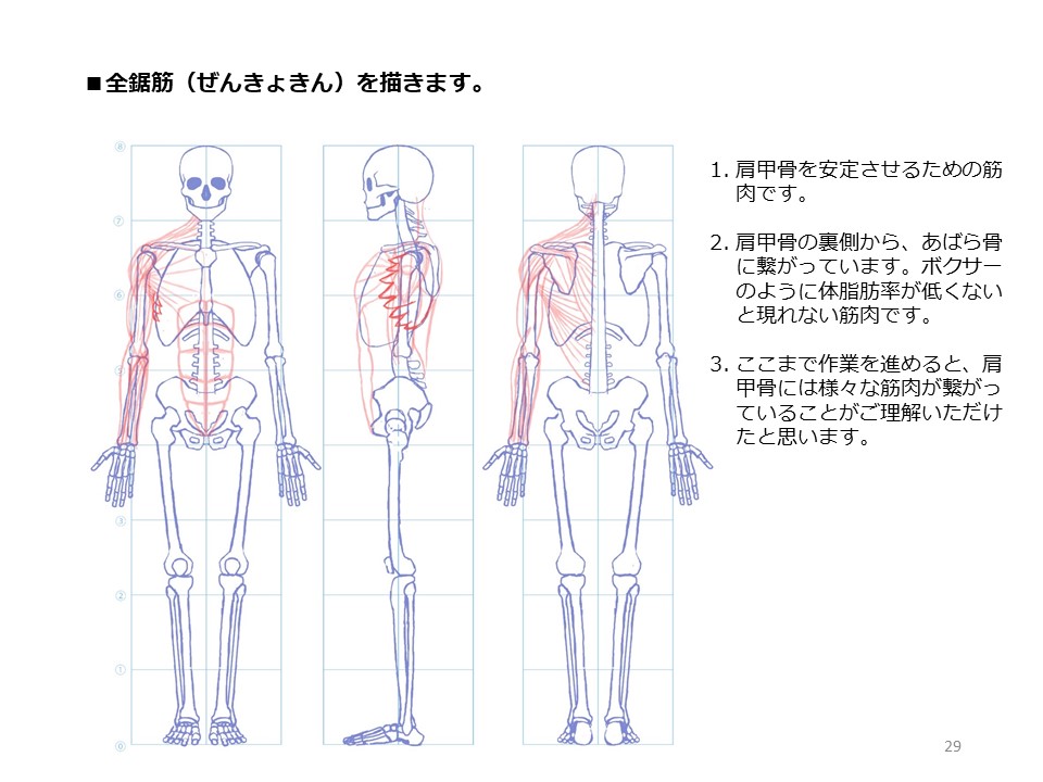 簡単マスター人体三面図(9/13)
肩甲骨からあばら骨に繋がっている前鋸筋を描きます。肩甲骨には様々な筋肉が繋がっていることをご理解いただけたと思います。そして、お尻の筋肉を描いていきます。
PDF版のDLはこちら。
https://t.co/Eau7nCEvz0