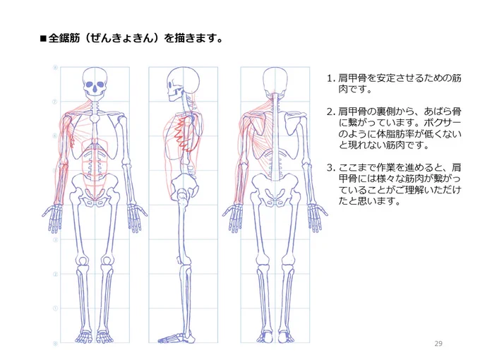 簡単マスター人体三面図(9/13)  
肩甲骨からあばら骨に繋がっている前鋸筋を描きます。肩甲骨には様々な筋肉が繋がっていることをご理解いただけたと思います。そして、お尻の筋肉を描いていきます。  
PDF版のDLはこちら。
https://t.co/Eau7nCEvz0 