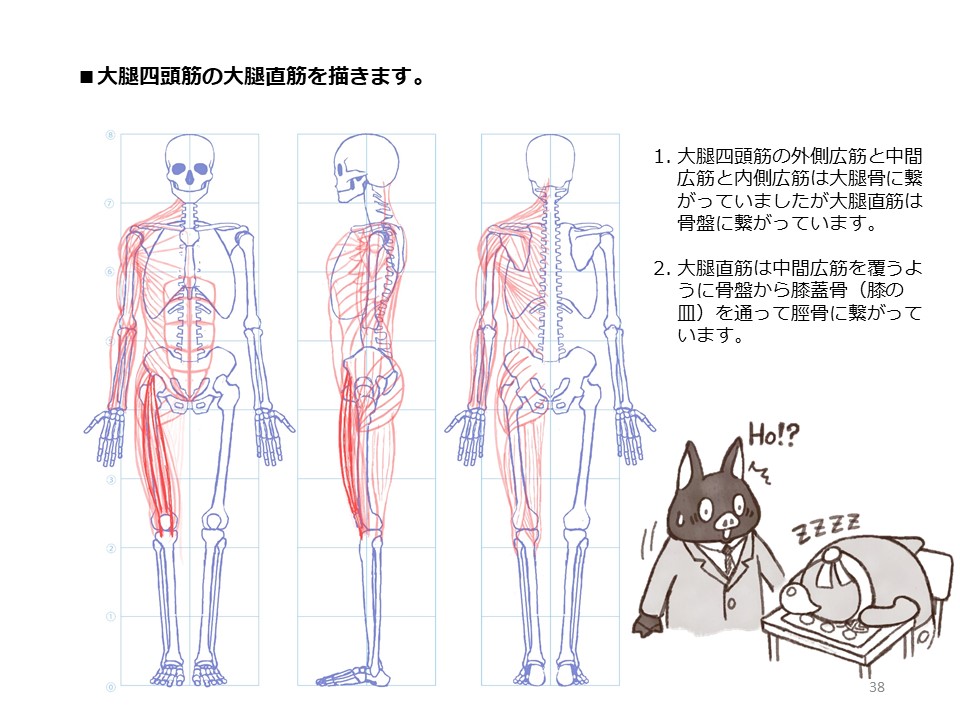簡単マスター人体三面図(11/13)
引き続き、腿の正面側、そして内側の筋肉も描いていきます。
PDF版のDLはこちら。
https://t.co/Eau7nCEvz0
