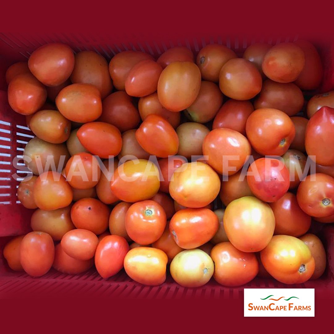 SwancapeFarms's tweet photo. Don’t be caught shopping last minute for Easter. Call or WhatsApp 0818-000-0724 to place an order for your fresh farm produce and let’s get you sorted.
#swancapefarms #farmersinlagos #youronestopshop #fromearthtothepot #freshrodo #freshpepper https://t.co/0SibZJKCTi